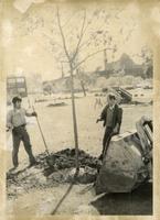 Tree planting on campus, Illinois Institute of Technology, Chicago, Illinois, ca. 1980s