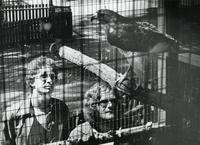 IIT swimmers John Pottle and Steve Gannon with Tommy, a red-tailed hawk at Brookfield Zoo, Brookfield, Illinois, 1979