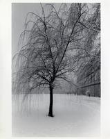 Snow-covered tree, Illinois Institute of Technology, Chicago, Illinois, ca. 1980s