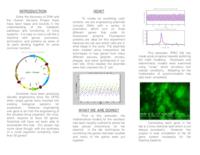 Synthetic Biology:  Engineering a Novel Organism (semester?), IPRO 302: Synthetic Biology IPRO 302 Abstract Sp06